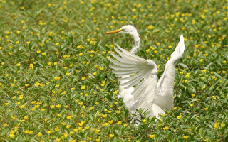 White bird wings spread field - yellow flower free wallpaper