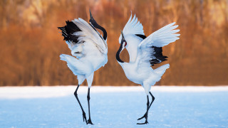 Two white birds black wings - black wing free wallpaper for desktop