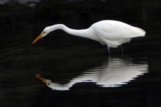 White bird long beak standing - reflective free wallpaper