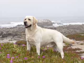 White dog green field ocean - a lush green field next free wallpaper