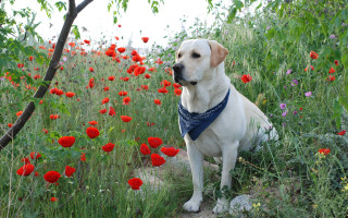 Dog sitting field flowers bandana - a bandana free wallpaper