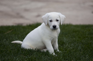White puppy sitting grass sad 2 - his face free wallpaper for desktop