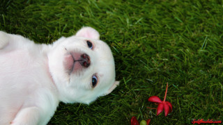 White puppy laying green grass - a lush green field of grass next free wallpaper