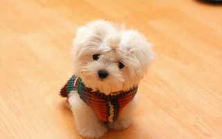 Small white dog sweater wooden - the floor behind free wallpaper
