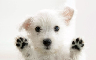 Small white dog paws up 4 - a small white dog free wallpaper