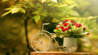 Small bicycle flower pot table - a table in front free wallpaper