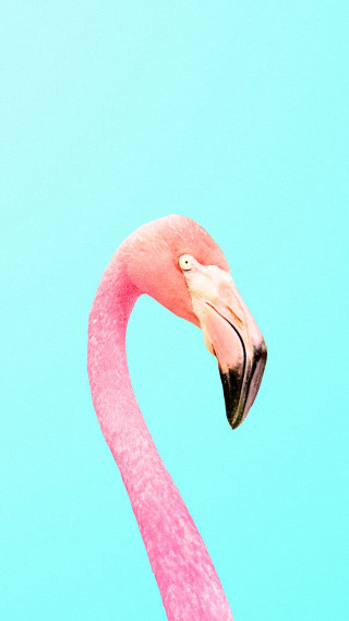 Pink flamingo blue sky head - its head free wallpaper