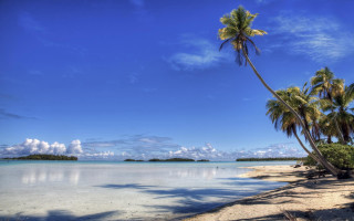 Beach palm trees blue sky 7 - a few cloud free wallpaper for desktop