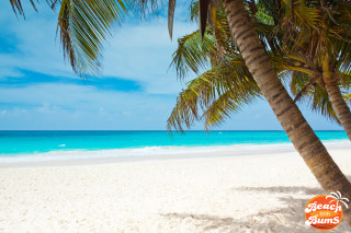 Beach palm tree sign beach - a blue ocean in the background free wallpaper