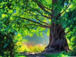 Large tree forest path sunshine - the leaf free wallpaper