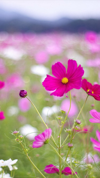 Pink white flowers sky background - free flowers wallpaper for mobile