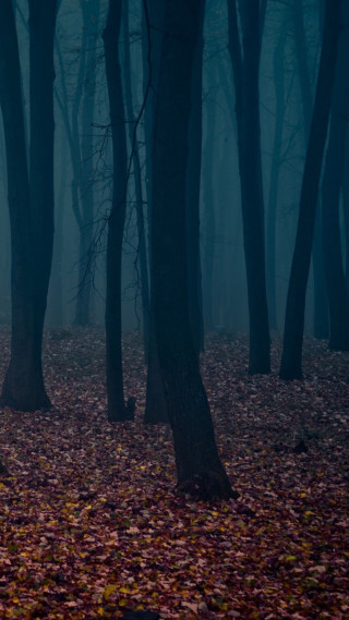 Foggy forest night person walking - free halloween wallpaper for mobile