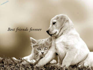 Dog cat sitting together grass - a dog and a cat free wallpaper