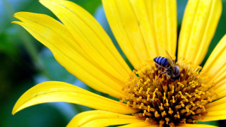 Bee yellow flower green leaves 4 - a bee free wallpaper