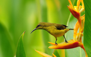 Small bird perched flower green 2 - a small bird free wallpaper