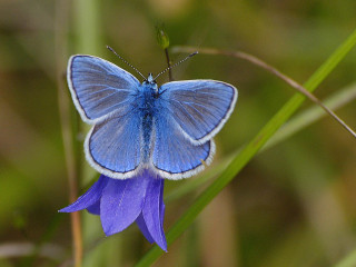 Blue butterfly purple flower grass - free nature wallpaper