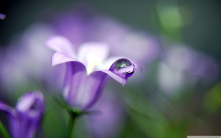 Close up flower water droplets - water droplet free wallpaper