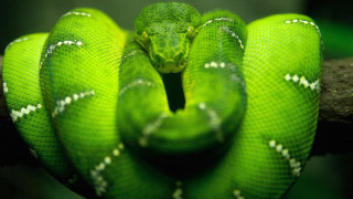 Green snake curled branch head 4 - its head free wallpaper
