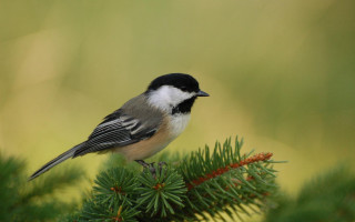Small bird pine branch ecological - a pine tree branch free wallpaper