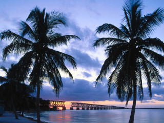 Palm tree bridge dusk blue - dusk free wallpaper for desktop