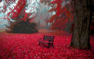 Bench park red leaves trees - the ground and trees free wallpaper for desktop
