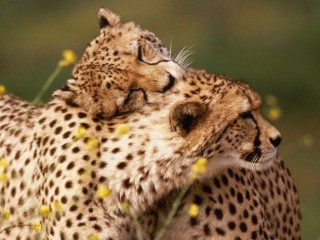 Cheetahs laying grass flowers nature - their eye free wallpaper for desktop