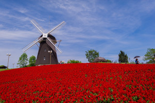 Windmill hill red flowers people - a windmill free wallpaper for desktop
