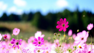 Pink flowers sky background trees - a sky background and trees free wallpaper for desktop