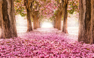 Pathway pink flowers trees background - the ground and trees free wallpaper