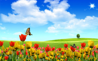 Flower field butterfly sky clouds - a field of flowers free wallpaper for desktop
