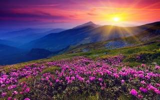 Sunset mountain pink flowers cloudy - the foreground and a mountain range in the background free wallpaper for desktop