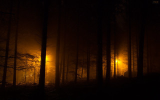 Dark forest light fog trees - a dark forest free wallpaper