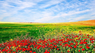Red flowers blue sky clouds 4 - red flower free wallpaper for desktop