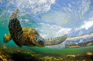 Turtle swimming ocean wave person - underneath free wallpaper