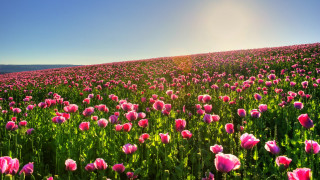 Pink tulips sunshine impressionist nature - a blue sky above them free wallpaper