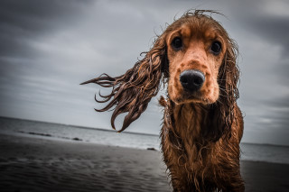 Wet dog beach ocean cloudy - a beach next free wallpaper for desktop