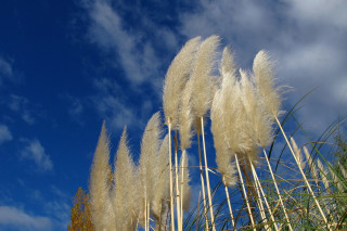 White feathers blowing wind sunny - a sunny day free wallpaper