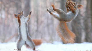 Squirrels playing pinecone snow forest - a pine cone free wallpaper
