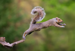 Squirrel jumping branch air tail - its tail free wallpaper