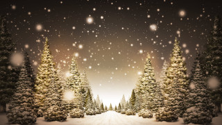 Snowy trees road sky snowflakes - a snowy scene free wallpaper