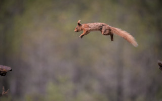 Squirrel flying air tail extended 2 - its tail free wallpaper