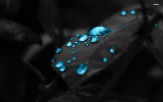 Leaf blue lights background water - in the background free wallpaper