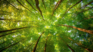 Forest canopy green leaves autumn - the top of it free wallpaper