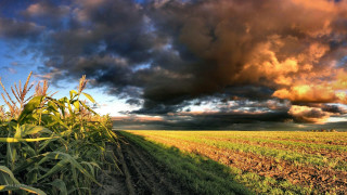 Field dirtroad cloudy sky corn - a dirt road free wallpaper for desktop