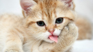 Small kitten tongue hanging out - glamor pose free wallpaper for desktop