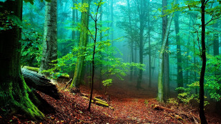 Forest trail fog trees background - lot of trees free wallpaper