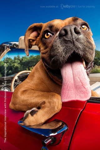 Dog tongue red car ocean - free dogs wallpaper for mobile