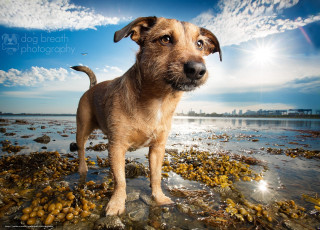 Dog rocky beach ocean blue - blue sky in the background free wallpaper