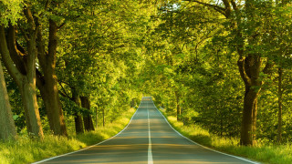 Road trees lining both sides - the other side of the road free wallpaper