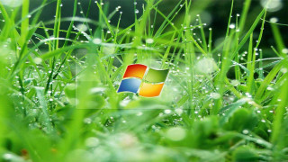 Windows logo grass dew closeup - dew free wallpaper